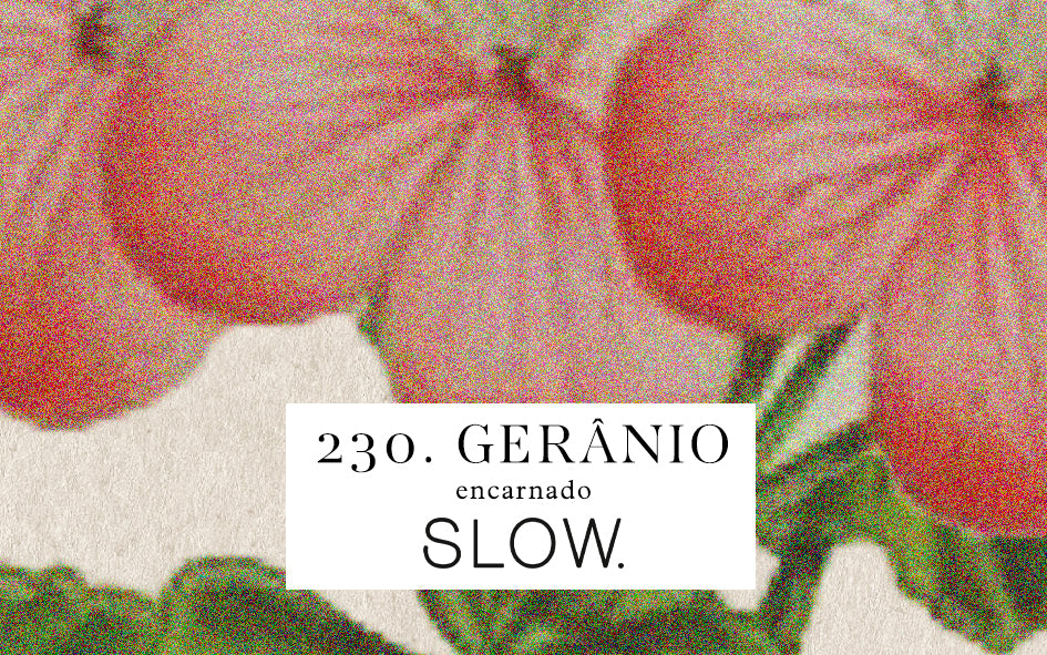 Vela Gomos Gerãnio - baixa