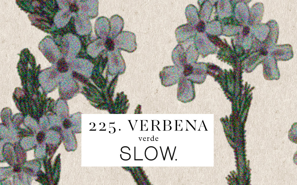 Vela Gomos Verbena - alta