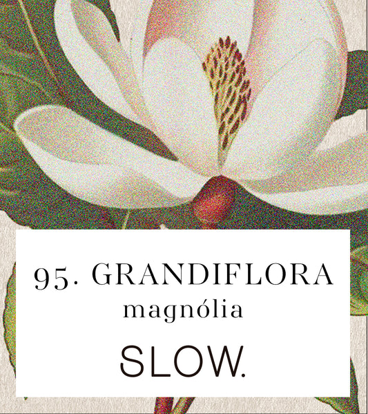 Vela Jar Grandiflora - Magnólia