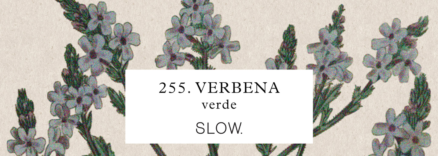 Vela Genie Verbena - alta